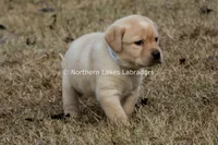 Victoria, a female Labrador Retriever for sale in Bowersville, GA – Photo 3 of 9