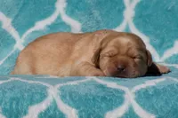 Victoria, a female Labrador Retriever for sale in Bowersville, GA – Photo 6 of 9