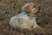 Victoria, a female Labrador Retriever for sale in Bowersville, GA – Photo 2 of 9