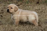 Victoria, a female Labrador Retriever for sale in Bowersville, GA – Photo 4 of 9