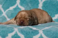 Victoria, a female Labrador Retriever for sale in Bowersville, GA – Photo 8 of 9