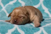 Victoria, a female Labrador Retriever for sale in Bowersville, GA – Photo 7 of 9