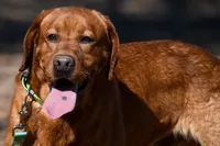 Chili, a male Labrador Retriever for sale in Bowersville, GA – 2 of 9