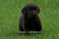 Ezra, a male Labrador Retriever for sale in Bowersville, GA – 2 of 7