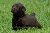 Elijah, a male Labrador Retriever for sale in Bowersville, GA – 4 of 5