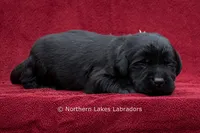 Noah, a male Labrador Retriever for sale in Bowersville, GA – 4 of 5