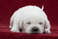 Michael, a male Labrador Retriever for sale in Bowersville, GA – 2 of 4