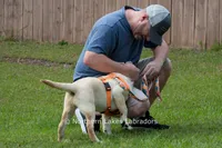 Londyn, a female Labrador Retriever for sale in Bowersville, GA – 7 of 7