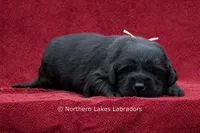 Nellie, a female Labrador Retriever for sale in Bowersville, GA – 3 of 3
