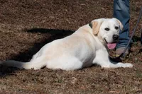 Oak, a male Labrador Retriever for sale in Bowersville, GA – 2 of 9