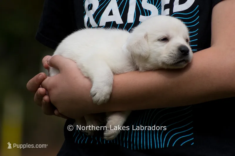 Milo – Labrador Retriever puppy for sale in Bowersville, GA