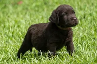 Eric, a male Labrador Retriever for sale in Bowersville, GA – 3 of 7