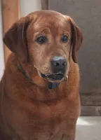 Chili, a male Labrador Retriever for sale in Bowersville, GA – 8 of 9