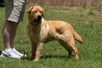 Phineas, a male Labrador Retriever for sale in Bowersville, GA – 4 of 5
