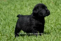 Edward, a male Labrador Retriever for sale in Bowersville, GA – 5 of 5