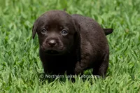 Eloise, a female Labrador Retriever for sale in Bowersville, GA – 2 of 5