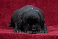 Nelson, a male Labrador Retriever for sale in Bowersville, GA – 3 of 4