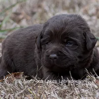 Penny, a female Labrador Retriever for sale in Bowersville, GA – Photo 1 of 5