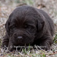 Penny, a female Labrador Retriever for sale in Bowersville, GA – Photo 3 of 5