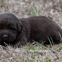 Penny, a female Labrador Retriever for sale in Bowersville, GA – Photo 4 of 5