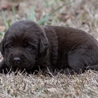 Penny, a female Labrador Retriever for sale in Bowersville, GA – Photo 5 of 5