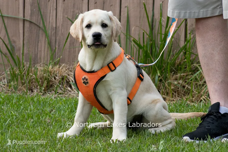 Londyn – Labrador Retriever puppy for sale in Bowersville, GA