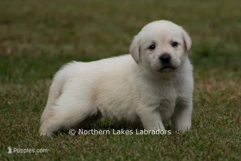 Meredith – Labrador Retriever puppy for sale in Bowersville, GA