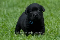 Ethan, a male Labrador Retriever for sale in Bowersville, GA – 1 of 5