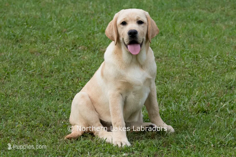 Vienna – Labrador Retriever puppy for sale in Bowersville, GA