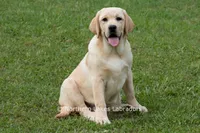 Vienna, a female Labrador Retriever for sale in Bowersville, GA – 1 of 9