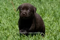 Eloise, a female Labrador Retriever for sale in Bowersville, GA – 3 of 5