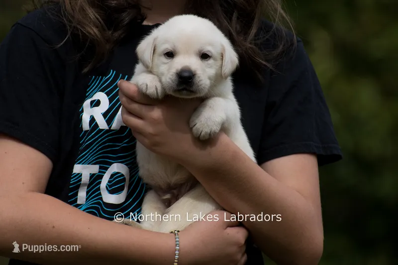 Mason – Labrador Retriever puppy for sale in Bowersville, GA