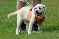 Londyn, a female Labrador Retriever for sale in Bowersville, GA – 3 of 7