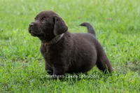 Emmie, a female Labrador Retriever for sale in Bowersville, GA – 2 of 9