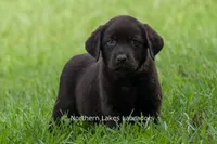 Ellie, a female Labrador Retriever for sale in Bowersville, GA – 2 of 7
