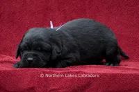 Noble, a female Labrador Retriever for sale in Bowersville, GA – 5 of 5