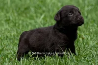 Eric, a male Labrador Retriever for sale in Bowersville, GA – 3 of 4
