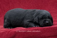 Noble, a female Labrador Retriever for sale in Bowersville, GA – 4 of 5