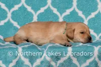 Flash, a male Labrador Retriever for sale in Bowersville, GA – Photo 4 of 4