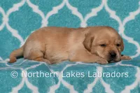 Flash, a male Labrador Retriever for sale in Bowersville, GA – Photo 2 of 4