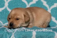 Flash, a male Labrador Retriever for sale in Bowersville, GA – Photo 3 of 4