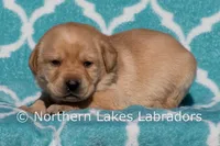 Flash, a male Labrador Retriever for sale in Bowersville, GA – Photo 1 of 4