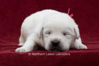 Mason, a male Labrador Retriever for sale in Bowersville, GA – 3 of 5