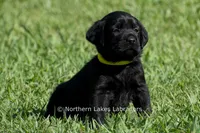Pearl, a female Labrador Retriever for sale in Bowersville, GA – 4 of 6