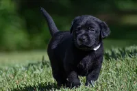 All Colors, a female Labrador Retriever for sale in Bowersville, GA – Photo 1 of 3