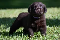 All Colors, a female Labrador Retriever for sale in Bowersville, GA – Photo 3 of 3