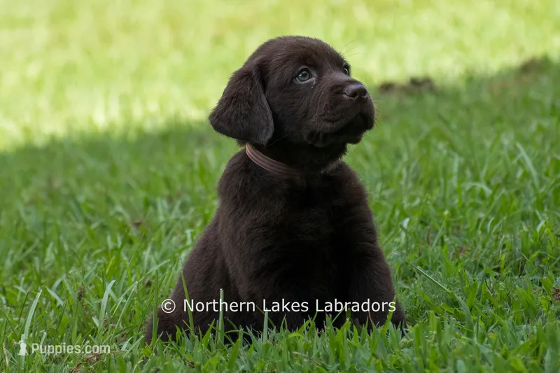 Emmie – Labrador Retriever puppy for sale in Bowersville, GA