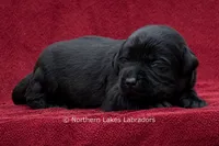 Noah, a male Labrador Retriever for sale in Bowersville, GA – 3 of 5
