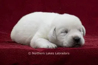 Mateo, a male Labrador Retriever for sale in Bowersville, GA – 4 of 4