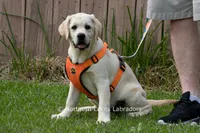 Londyn, a female Labrador Retriever for sale in Bowersville, GA – 6 of 7